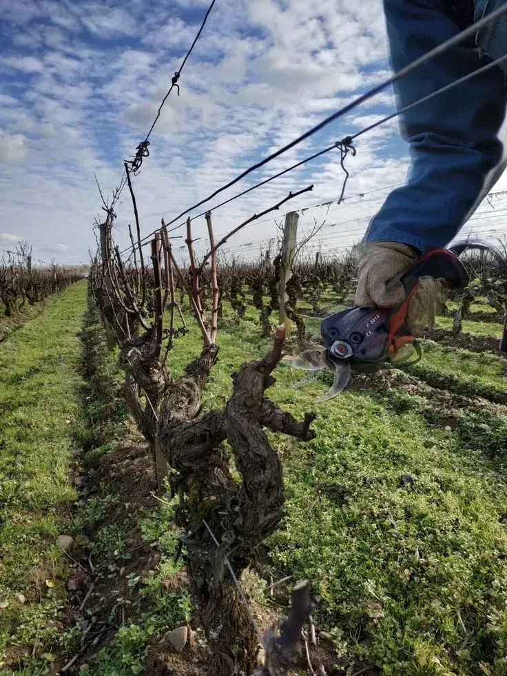 Řez vinné révy 