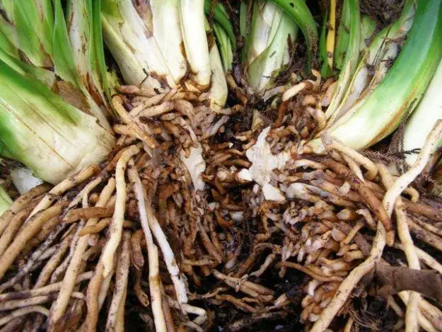 Množení pokojovek dělením: Klívie od přerostlého trsu po nové rostliny