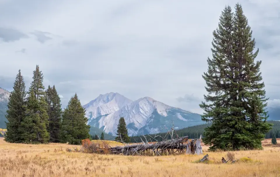 Největší stromy světa: Obři, kteří přepisují hranice přírody