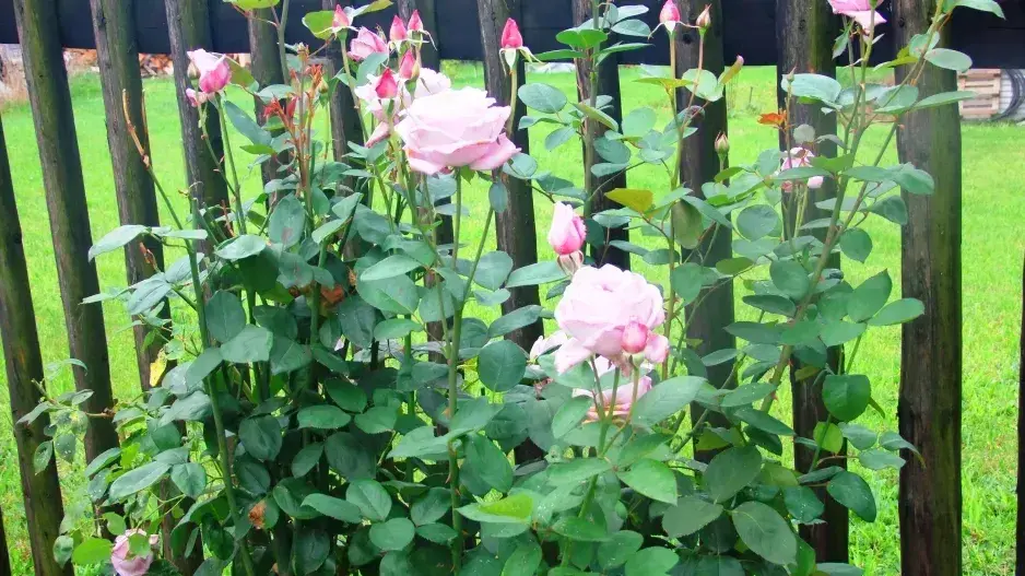 Řez růží na jaře