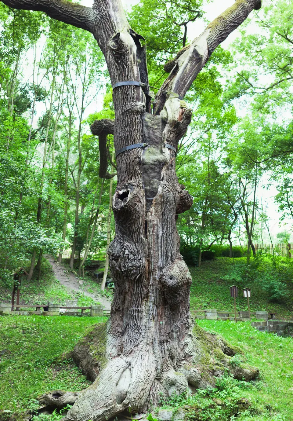 Nejúchvatnější a památné chráněné dřeviny České republiky