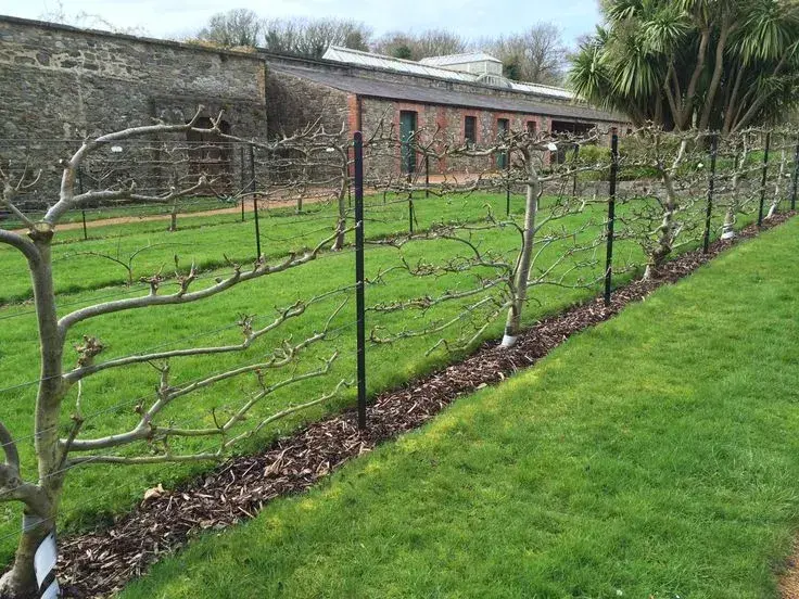 Vedení vinné révy