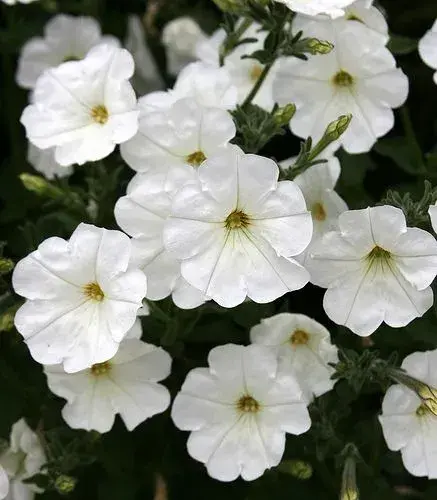 Původ zahradních rostlin