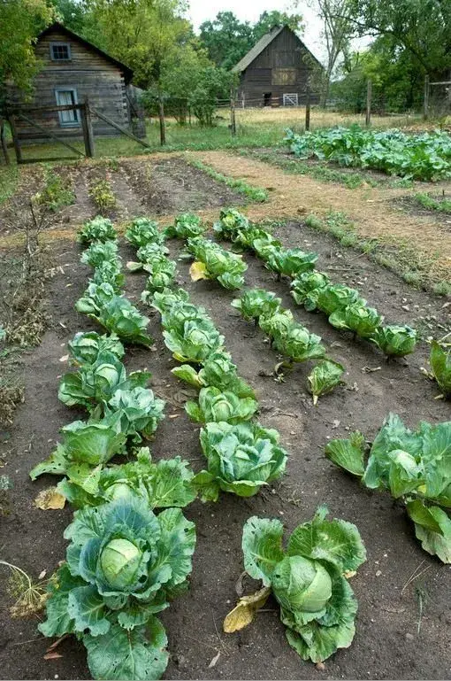 Pěstování kapusty