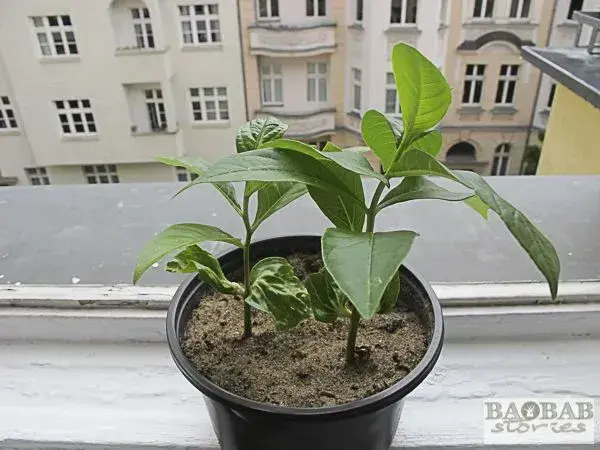 Pěstování baobabu v Česku