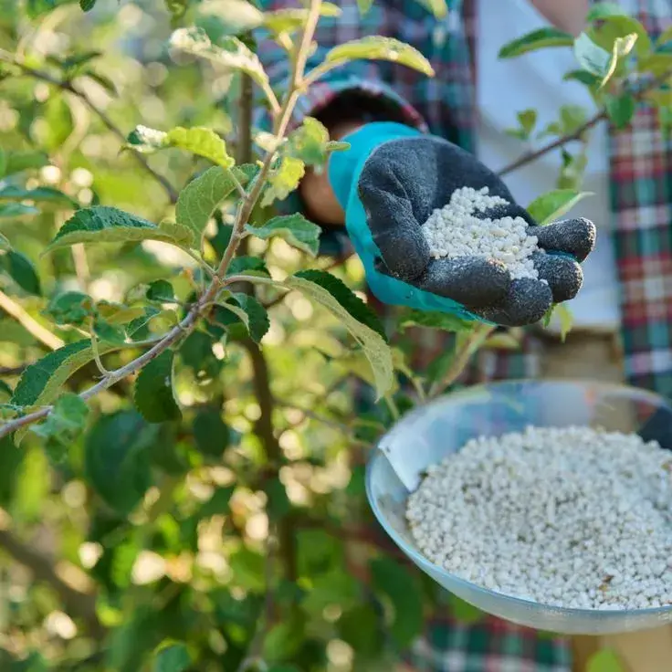 Jarní hnojení ovocných stromů