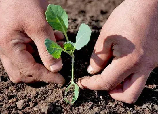 Pěstování kapusty