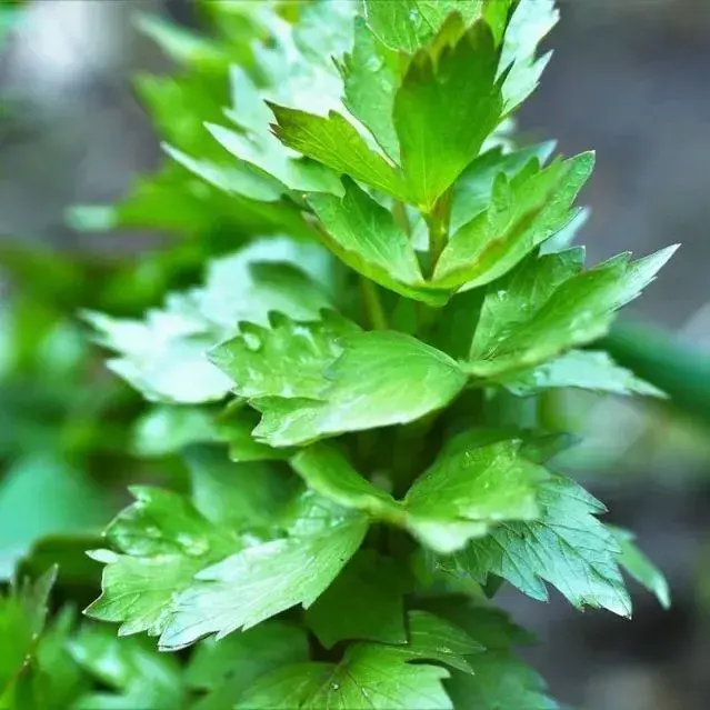 Pěstování libečku