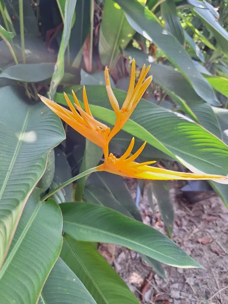 Exotická rostlina strelície