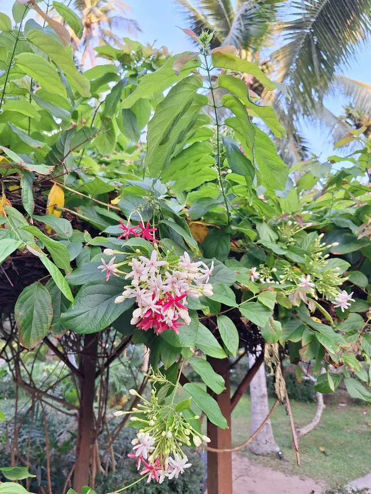 Exotické rostliny v Thajsku