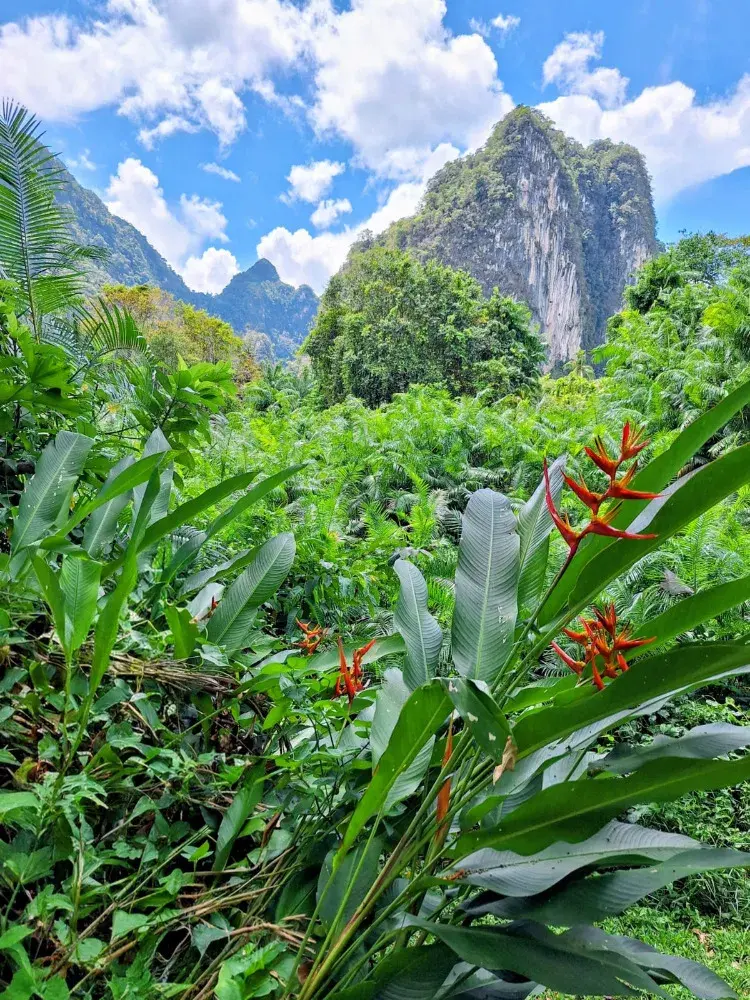 Exotické rostliny jsou v Thajsku na každém kroku