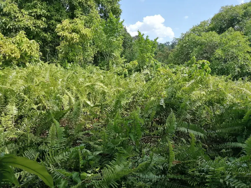 Thajsko je jedna velká, tropická zahrada