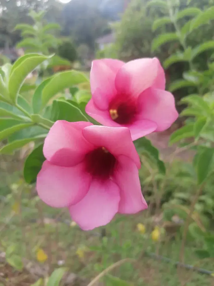 Alamanda
