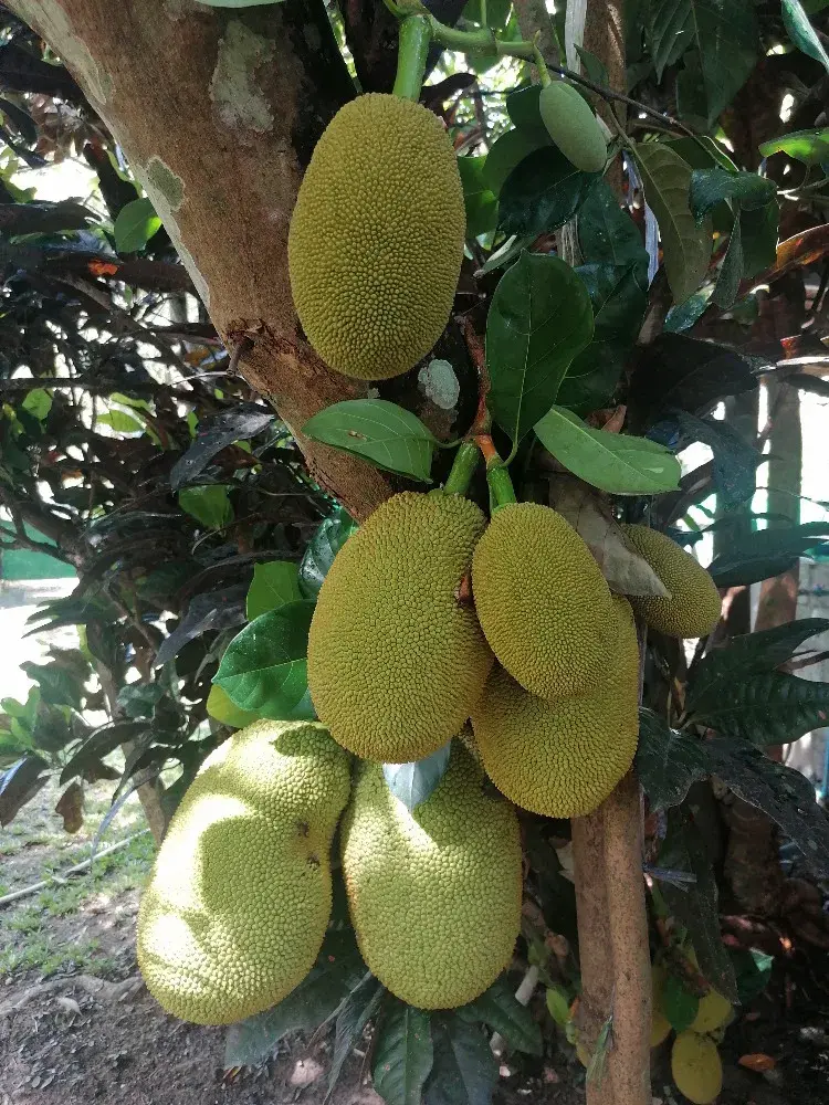 Jackfruit