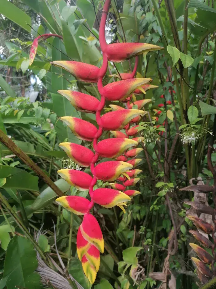 Helikónie zobanitá 