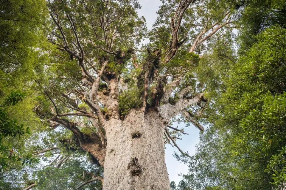 Největší stromy světa: Obři, kteří přepisují hranice přírody