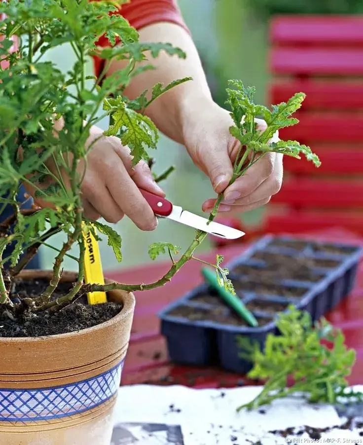 Množení pokojových rostlin