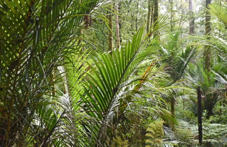 Největší stromy světa: Obři, kteří přepisují hranice přírody