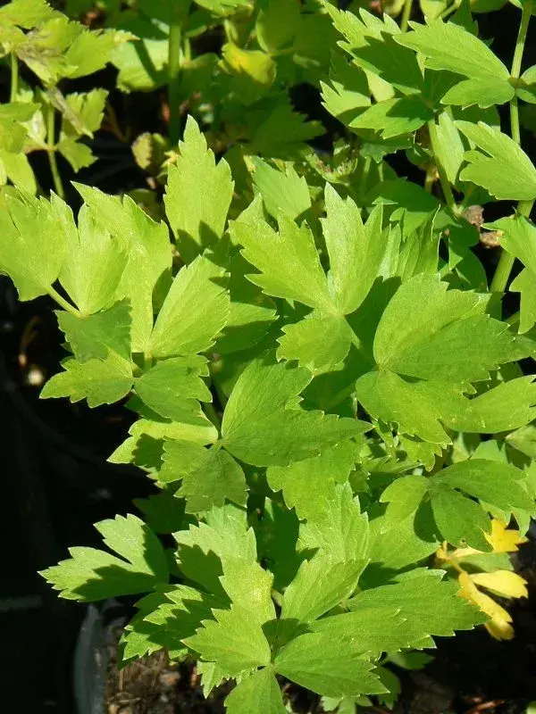 Pěstování libečku