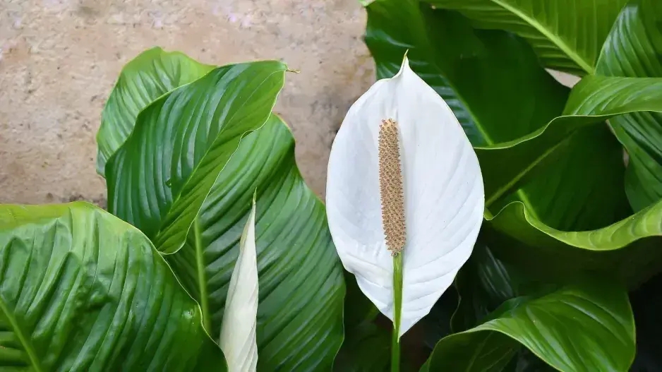 Rostliny pro štěstí