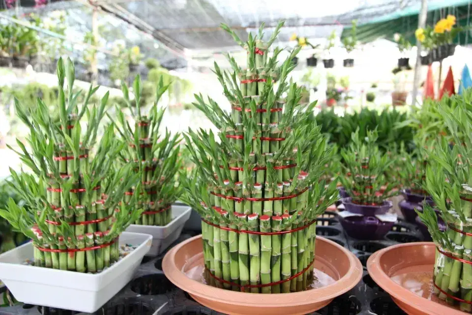 Rostliny pro štěstí