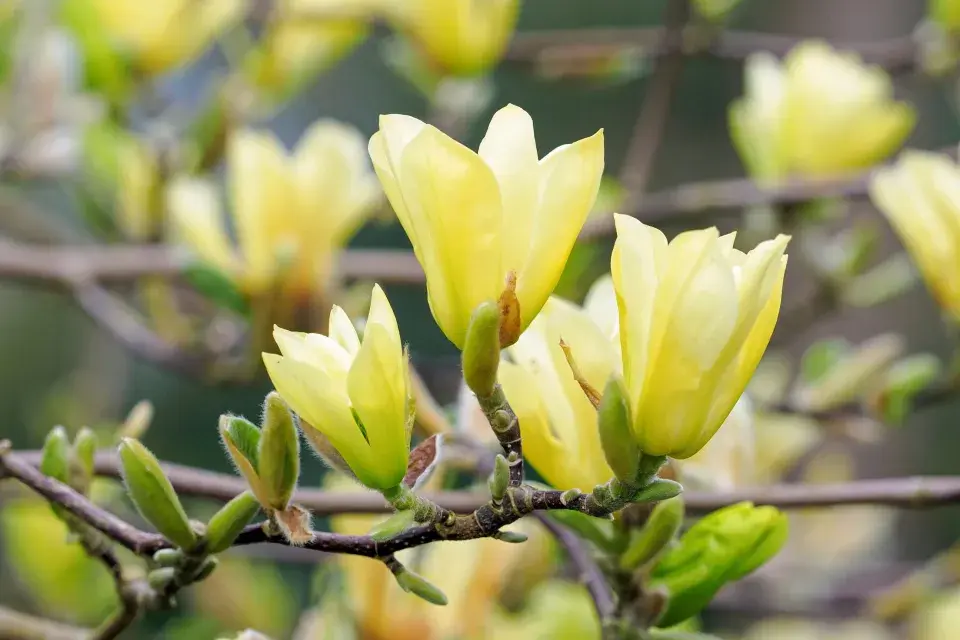 Naše krásná zahrada duben 2026