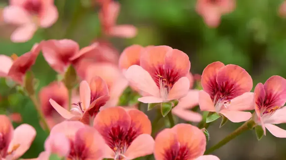 Nejkrásnější rostliny