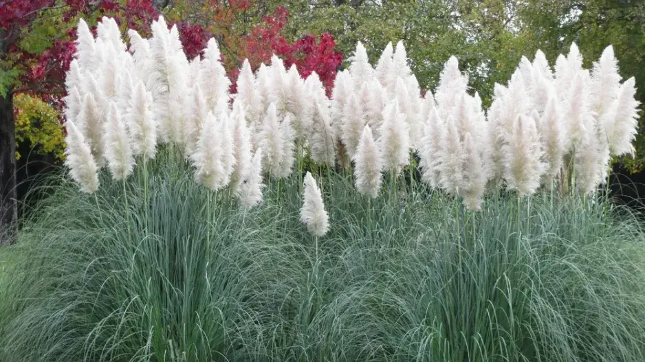 Bezúdržbová zahrada