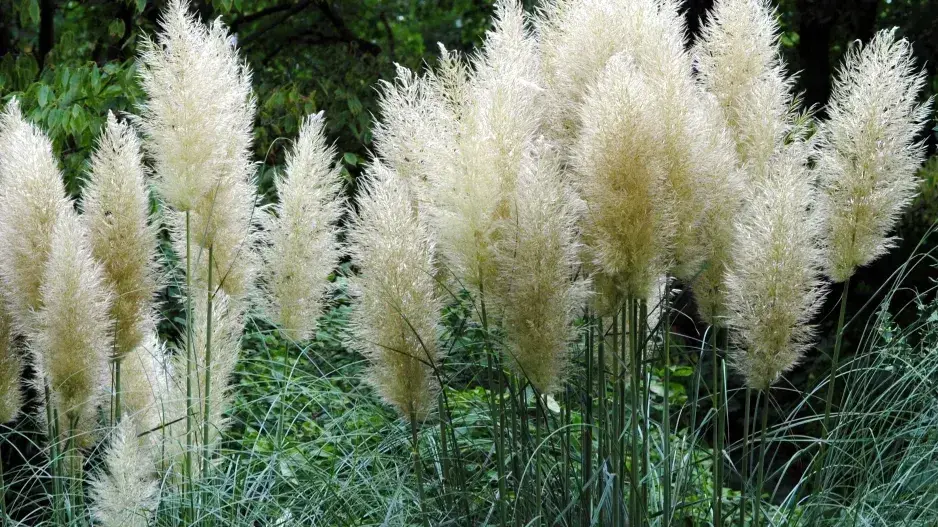 Nejkrásnější rostliny