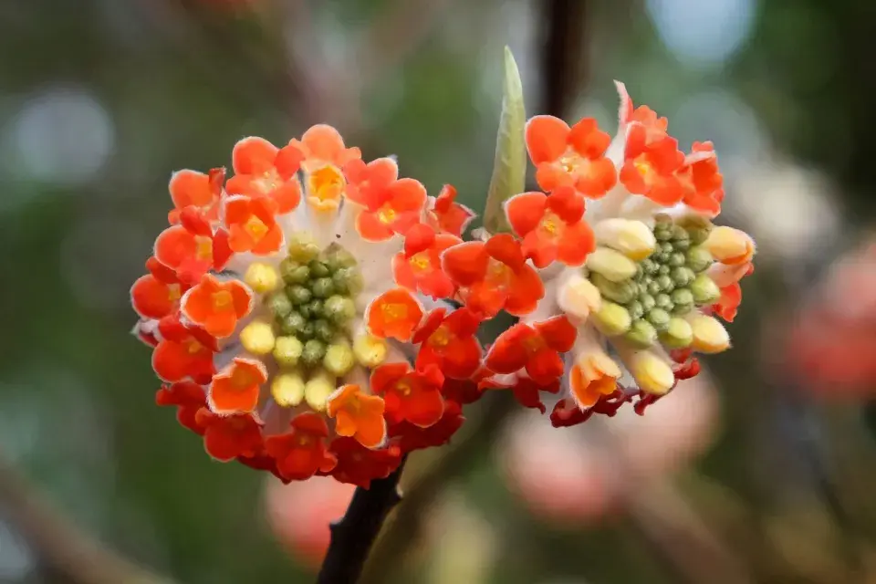 Edgeworthia