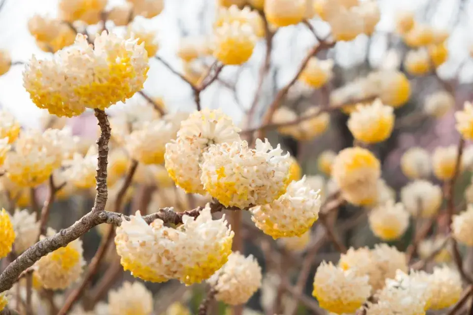 Edgeworthia
