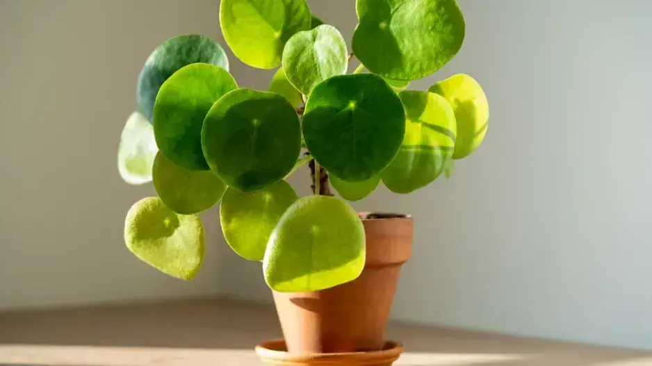 Rostliny pro štěstí