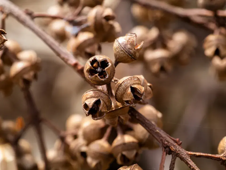 Největší stromy světa: Obři, kteří přepisují hranice přírody