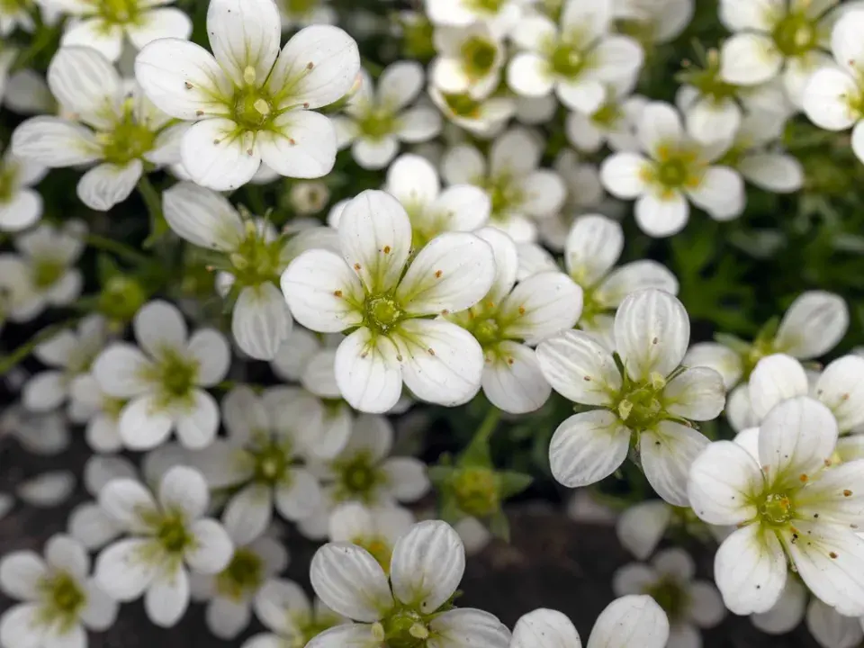 Lomikámen Arendsův (Saxifraga × arendsii)