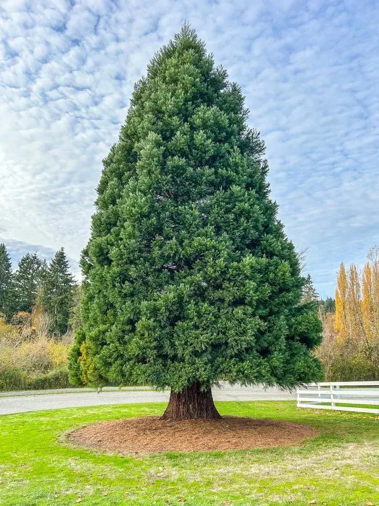 Největší stromy světa: Obři, kteří přepisují hranice přírody
