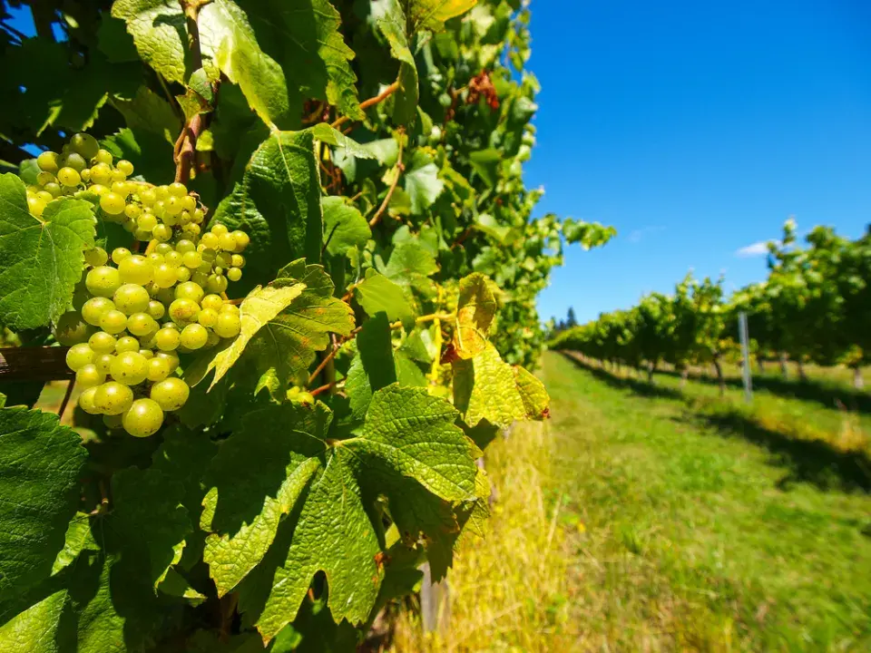 Vedení vinné révy