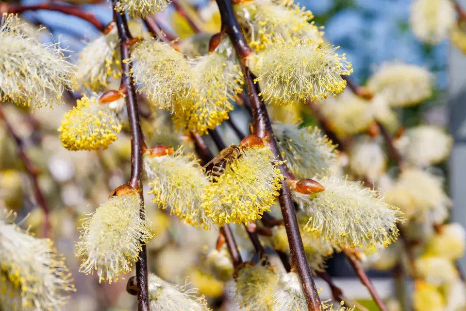 Vrba jíva (Salix caprea)