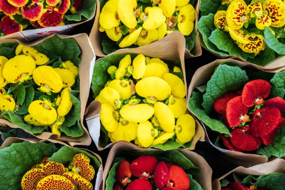 Dmuloret, pantoflíček (Calceolaria herbeohybrida)