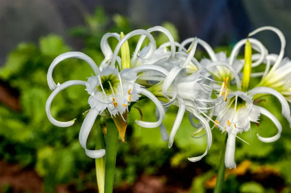 Ismene neboli Peruánský narcis