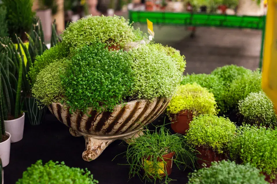 Rostliny pro štěstí