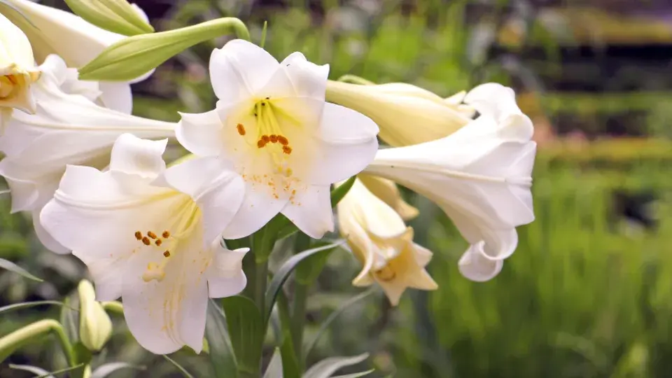 Velikonoční lilie (Lilium longiflorum) 