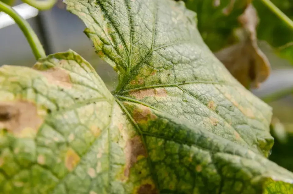 Sviluška na rostlinách