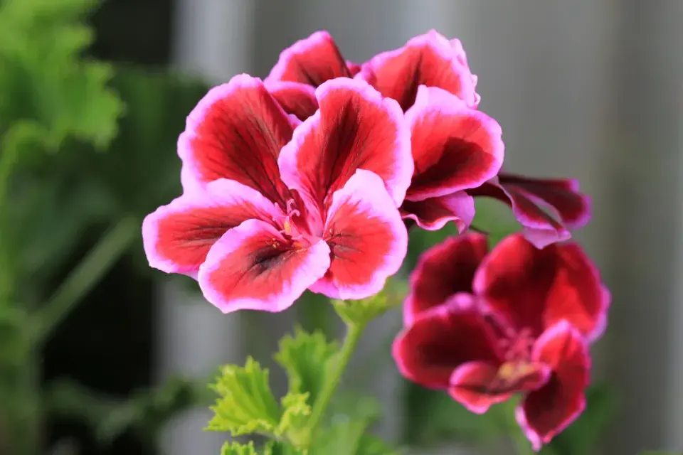 Květy pelargonie