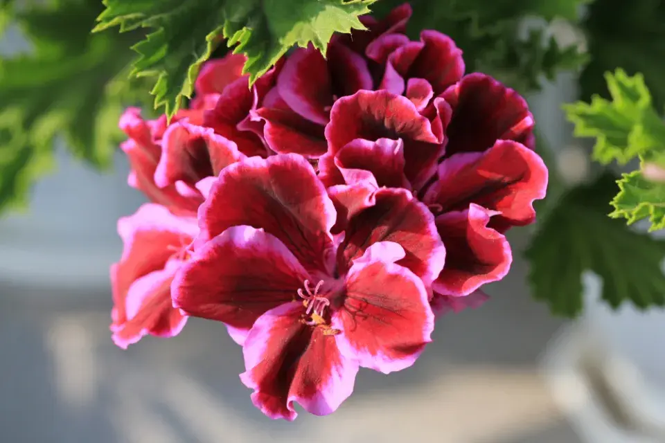 Květy pelargonie