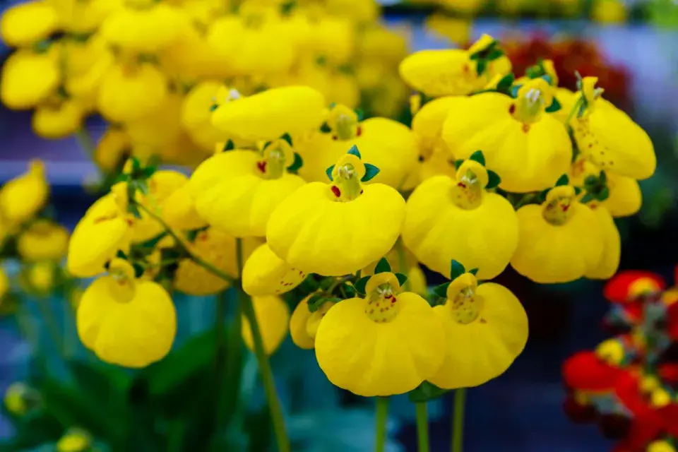 Dmuloret, pantoflíček (Calceolaria herbeohybrida)