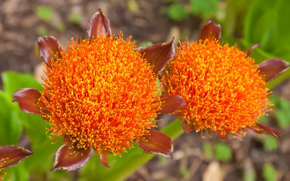 Krvokvět natalský (Scadoxus puniceus) 