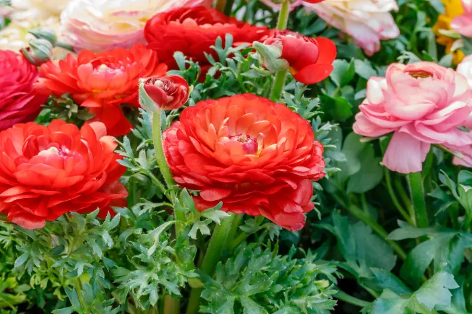 Pryskyřník asijský (Ranunculus asiaticus) 