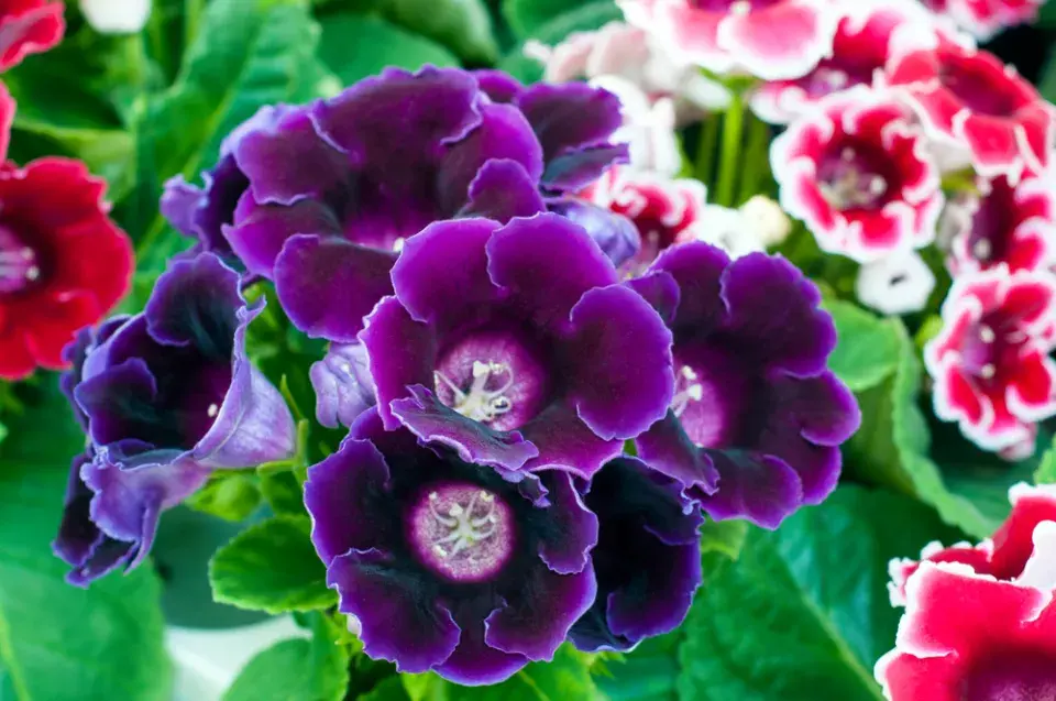 Gloxínie (Sinningia speciosa) 