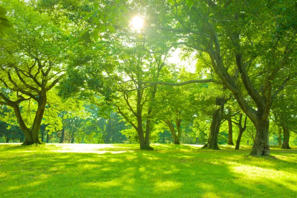 Stávající dřeviny v zahradě