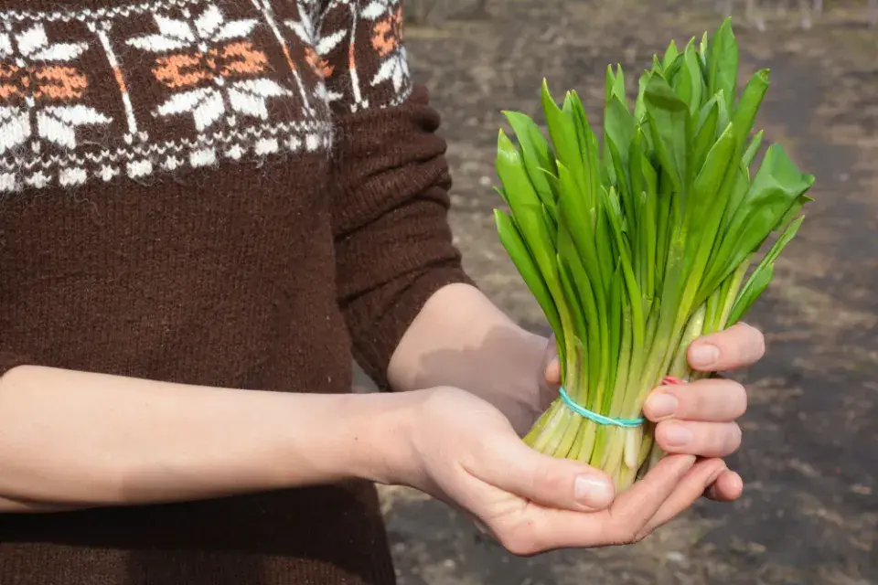 Pěstování medvědího česneku